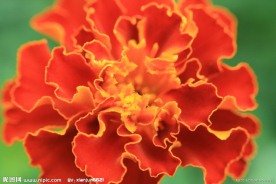 金盏花