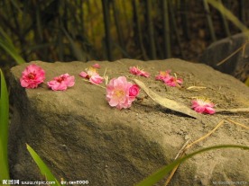 落花