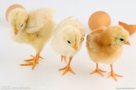 刚孵出的小鸡