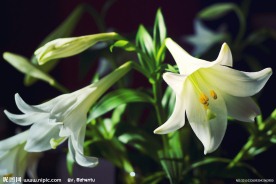 白色百合花