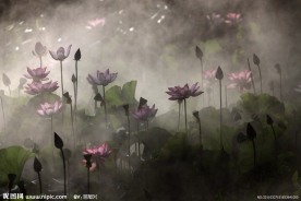 荷花
