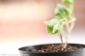 植物幼苗