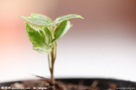 植物幼苗