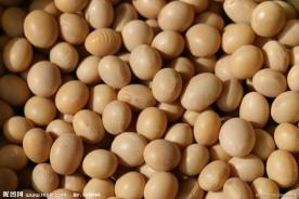大豆种子