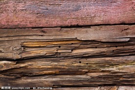 树木树纹高清图片