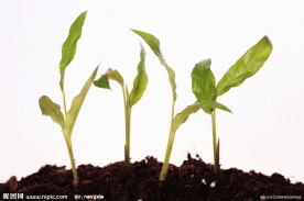 植物幼苗