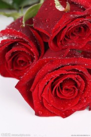 红玫瑰