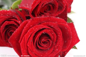 红玫瑰