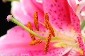 百合花特写