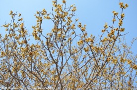 蜡梅