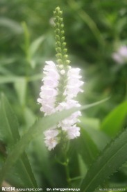 小野花