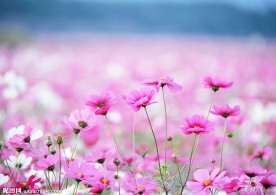格桑花