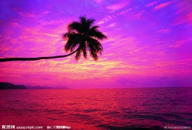 玫红色的海