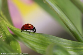绿叶上的瓢虫