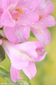百合花