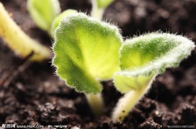 幼苗