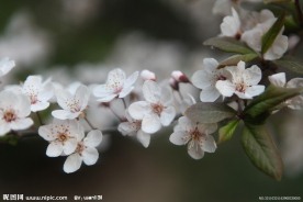 花满枝头