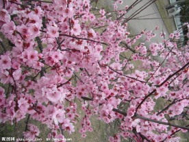 桃花 校园 摄影 春色