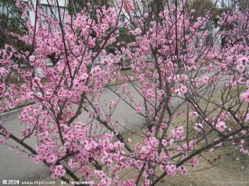 桃花 校园 摄影 春色