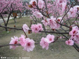 桃花 校园 摄影 春色
