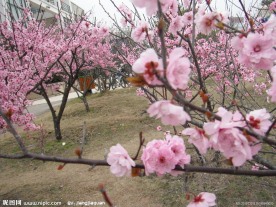 桃花 校园 摄影 春色