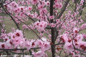 桃花 校园 摄影 春色