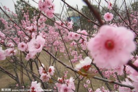 桃花 校园 摄影 春色