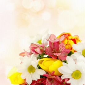 百合花 菊花