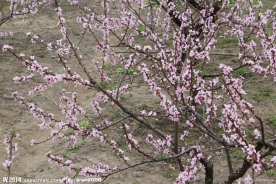 桃花图片