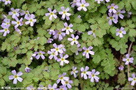 山间野花