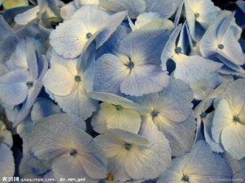 八仙花