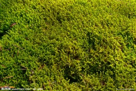 绿色植被