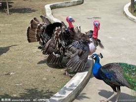 鸟类 火鸡和孔雀