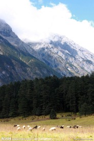 雪山草地