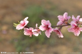 桃花儿