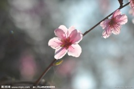 桃花儿