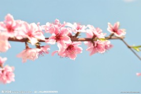 桃花儿