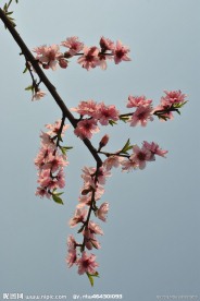 桃花儿