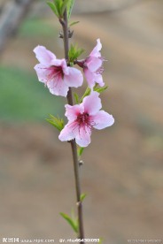 桃花儿