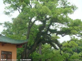 大树和古建筑一角
