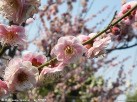梅花
