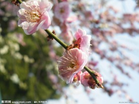 梅花