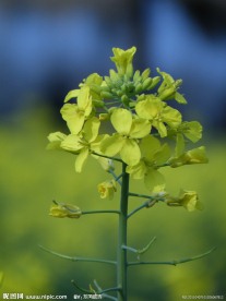 油菜花