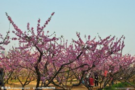 开满桃花的桃树群