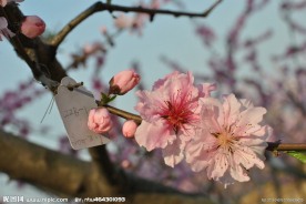 桃花儿