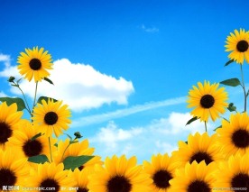 蓝天白云向日葵