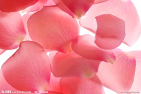 玫瑰花瓣