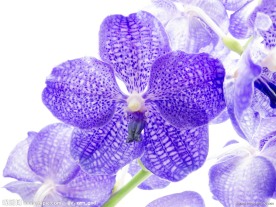 兰花