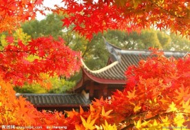 红叶