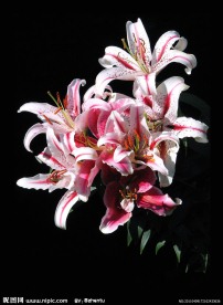 粉红百合花